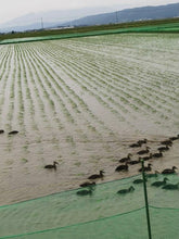 Load image into Gallery viewer, 有機栽培米はえぬき ORGANIC HAENUKI